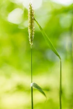 Close-up image of a single tall grass stem standing against a lush green back Stock Photos