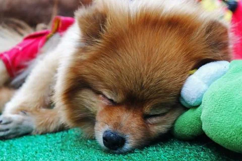 Close Up Image Of A Sleeping Dog Stock Photos