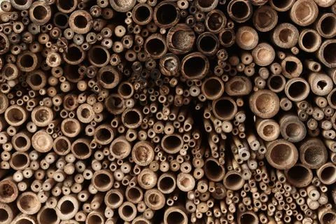 A close image of a slice of dry bamboo, yellow wood, texture, wallpaper. Stock Photos