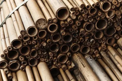 A close image of a slice of dry yellow bamboo logs, texture, wallpaper. Stock Photos