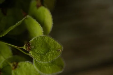 A close-up image of small, oval-shaped green seed pods covered. Stock Photos