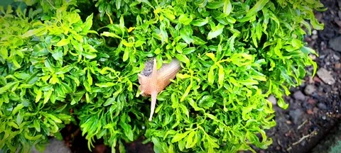 Close-Up Image of a Snail Crawling Over Vivid Green Grass in Nature Stock Footage 307468481