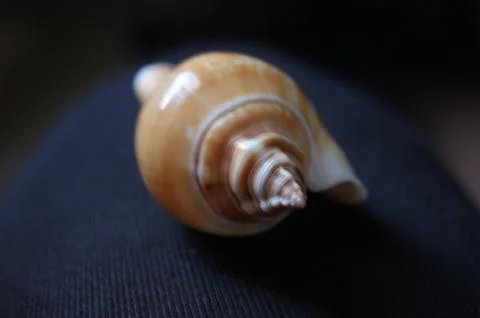 Up-close image of a snail shell perched on a chair Stock Photos