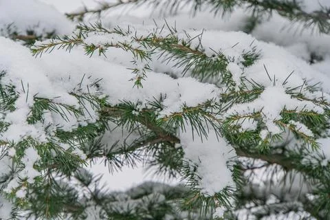 Close-up image of snow-covered pine needles against a blurred wintry backgr.. Stock Photos