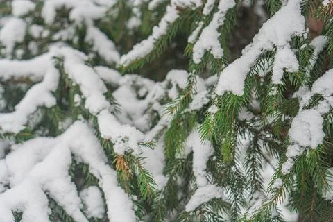 Close-up image of a snowy coniferous tree, emphasizing texture and contrast.. Stock Photos