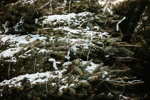 Close   up   image   of   snowy   trees Stock Photos