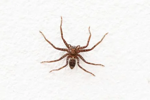 Close up image of spider on rough white wall Stock Photos
