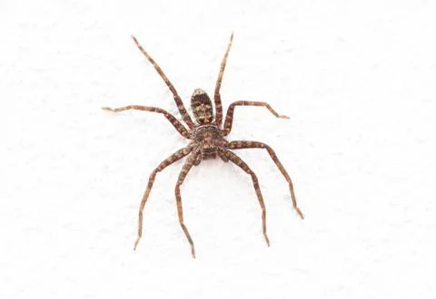 Close up image of spider on rough white wall Stock Photos