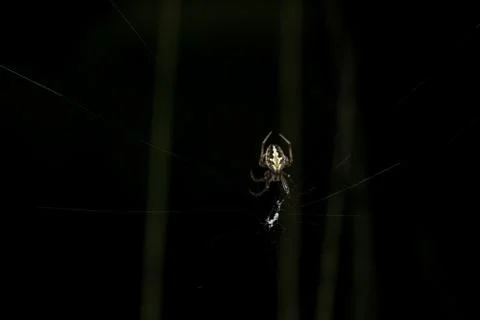 Close-up image Spider walking On grass and spider web Stock Photos
