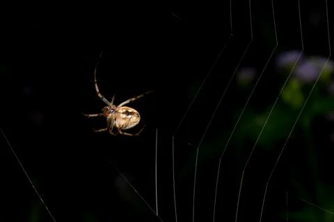 Close-up image Spider walking On grass and spider web Stock Photos