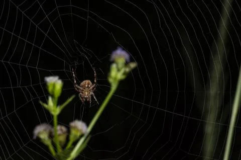 Close-up image Spider walking On grass and spider web Stock Photos