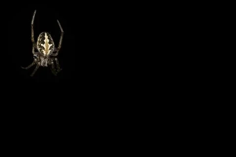 Close-up image Spider walking On grass and spider web Stock Photos