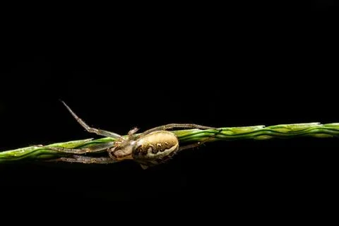 Close-up image Spider walking On grass and spider web Stock Photos