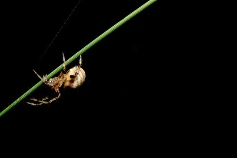 Close-up image Spider walking On grass and spider web Stock Photos