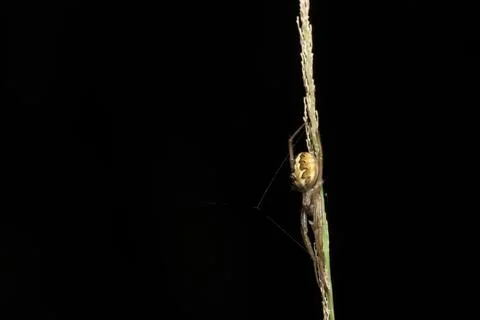 Close-up image Spider walking On grass and spider web Stock Photos