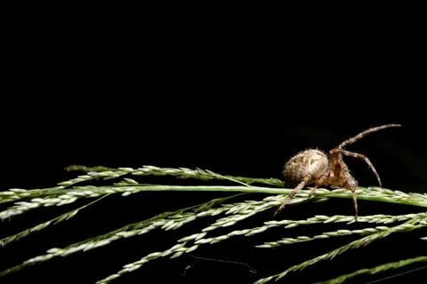 Close-up image Spider walking On grass and spider web Stock Photos