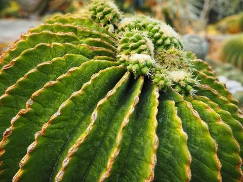 Close-up Image of Spikey Cactus Stock Photos