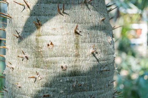 Close-up image of a spiny tree bark, portraying organic texture and represe.. Stock Photos