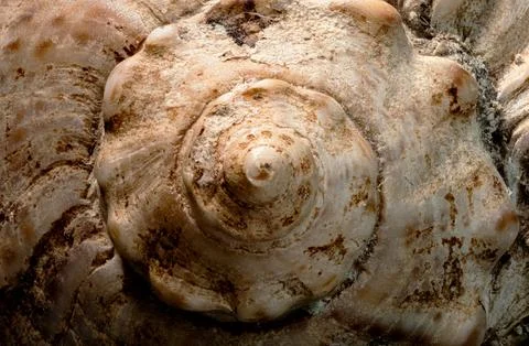 Close Up Image of Spiral Shell with Natural Texture and Sandy Background Stock Photos