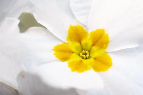 Close-up image of spring Pansy flowers in yellow, white, red and violet color Stock Photos
