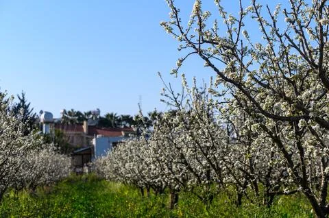 Close-up image of the spring white Plum blossom flowers against a vibrant b.. Stock Photos