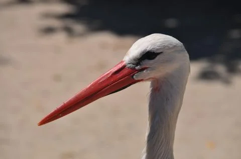 Close up image of a stork. Stock Photos
