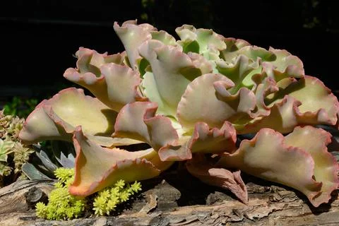 Close-up image of succulent Stock Photos