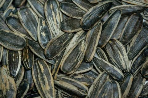 Close-up image of sunflower seed background Stock Photos