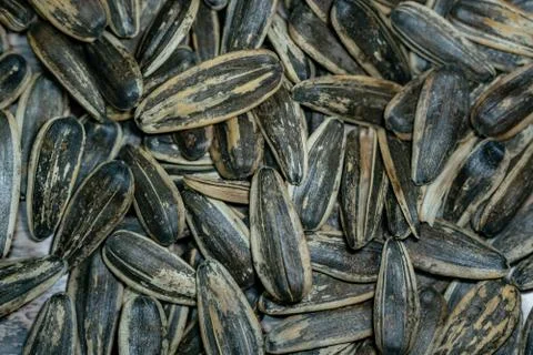 Close-up image of sunflower seed background Stock Photos