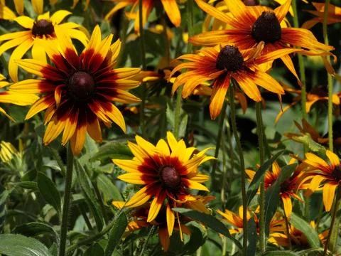 Close-up image of sunflowers in full bloom, arranged randomly with yellow pet Fotos de archivo