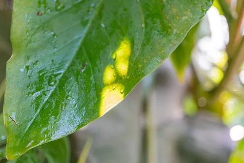 Close-up image of a sunlit leaf with water droplets, evoking feelings of rene Stock Photos