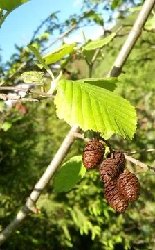 Close-up image of tamarack tree branch adorned with young cone buds Stock Photos