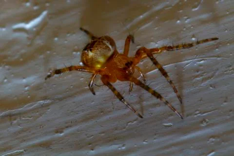 Close up image of a tangle web spider a.k.a comb footed spider. These spiders Stock Photos