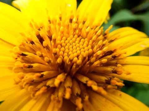 Close up image of the texture of the crown, stamens and pistil of the moonflower Stock Photos