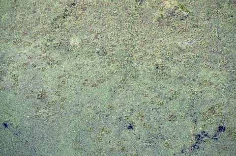 Close-up image of a textured green surface covered with patches of moss and.. Stockfoto's