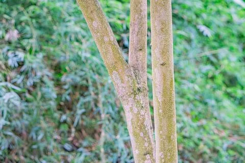 Close-up image of a textured tree trunk, featuring horizontal ridged bark a.. Stock Photos
