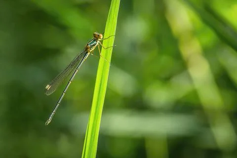 Close up image of a thin green, yellow and brown damselfly Stock Photos