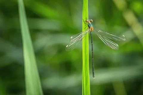Close up image of a thin green, yellow and brown damselfly Stock Photos