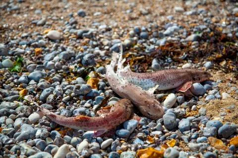Close up image of three dead Fish washed up on a shore with flies feeding on Stock Photos