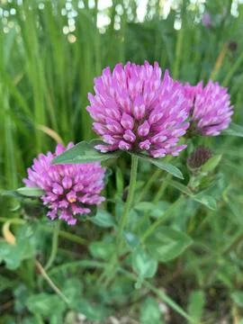 A close-up image of three pink clover blossoms blooming in a field of green.. Stock Photos