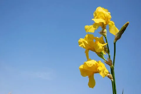 A close-up image of three yellow iris flowers blooming against a clear blue.. Stock Photos