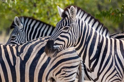 Close up image of three zebra, Equus quagga, or Equus burchellii in the sha.. Foto stock