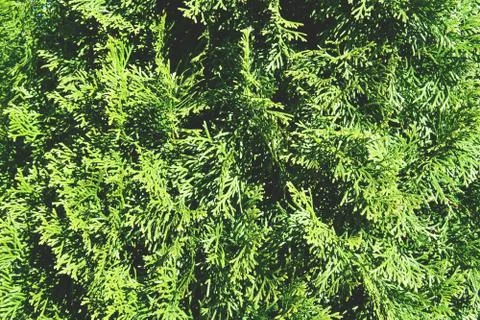 Close up image of thuja. Stock Photos