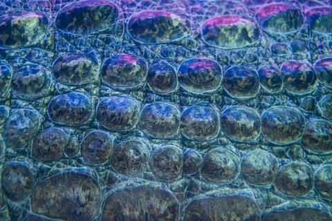 Close-up image of tightly packed, spherical bubbles on a contrasting surfac.. Stock Photos