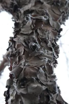 Close-up image of a tree bark texture with various patterns Stock Photos