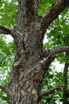 Close-up image of a tree bark texture with various patterns Stock Photos