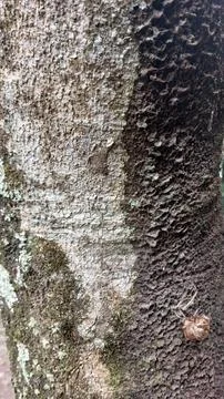 Close up image of tree bark texture with a rough and unique surface pattern Stock Photos