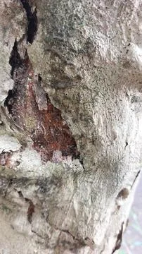 Close up image of tree bark texture with a rough and unique surface pattern Stock Photos