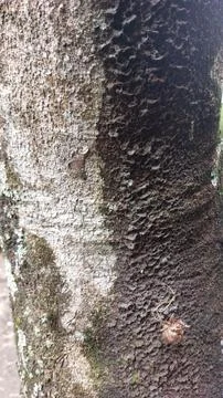 Close up image of tree bark texture with a rough and unique surface pattern Stock Photos