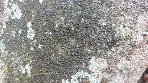 Close up image of tree bark texture with a rough and unique surface pattern Stock Photos